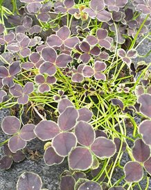 Trifolium 'DARK DEBBIE'